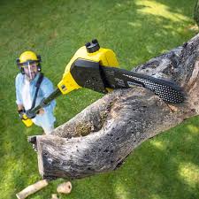 Best Stump Grinding and Removal  in West Salem, WI