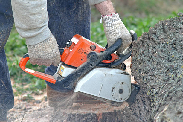 Best Commercial Tree Services  in West Salem, WI