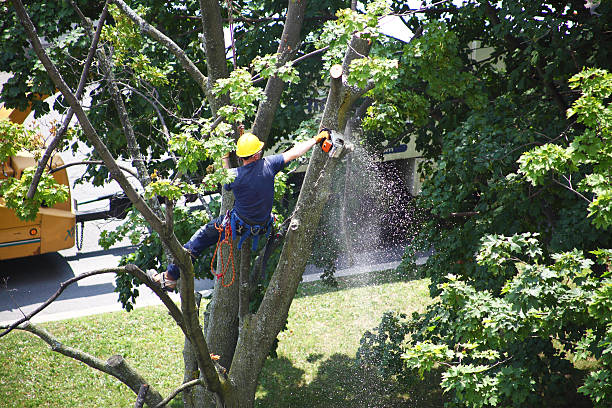 Best Palm Tree Trimming  in West Salem, WI